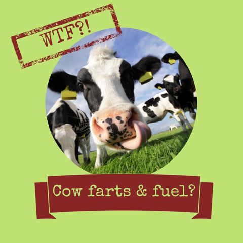 Cow Farts for Fuel? & More Earth News