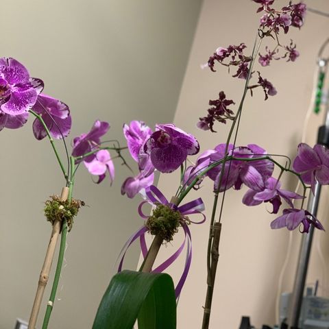Episode 9 - Orchid Chat With Dr Connors