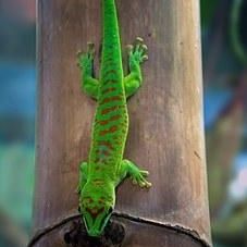 It's Spring Time...What's Up with these Damn Geckos. Special Guest Darcy Pariso, Animal Communicator, Medium and Reiki Master