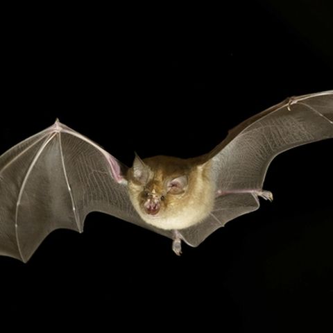 Where Did Bats First Take Flight?