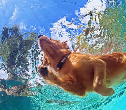 Terapia Acuatica o Hidroterapia en Animales