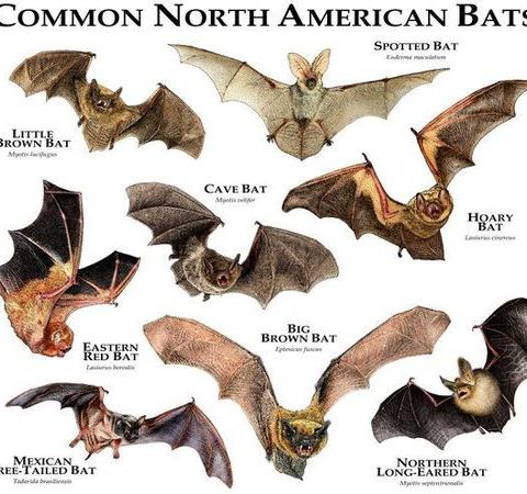 BJQ Radio- Faith's Animal Rescue Mission All About Bats!