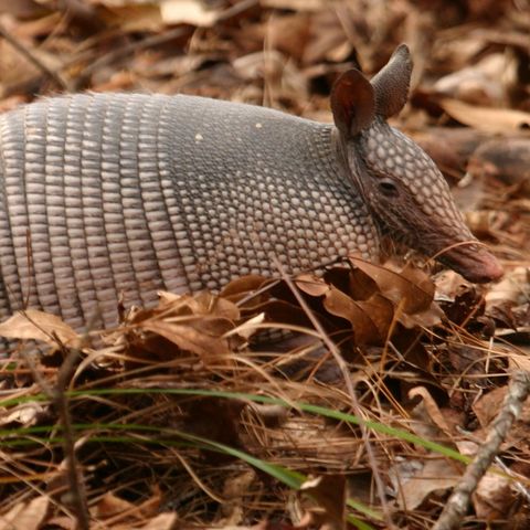 Armadillos