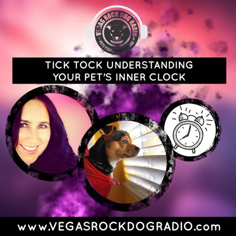 Tick Tock Understanding Your Pet's Inner Clock