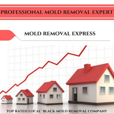 Mold Testing Fort Collins - Colorado leading and locally owned Mold Removal Company