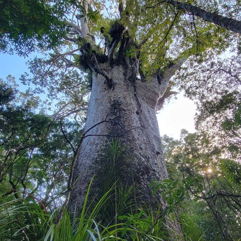Some Notable Remarks On New Zealand's Flora