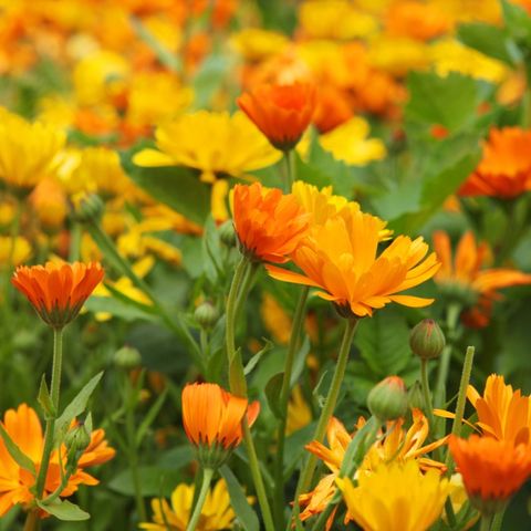 Marigold Insights