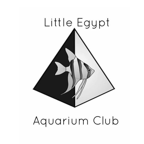 welcome to little Egypt aquarium club