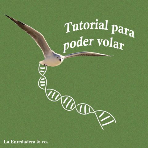 Tutorial para poder volar