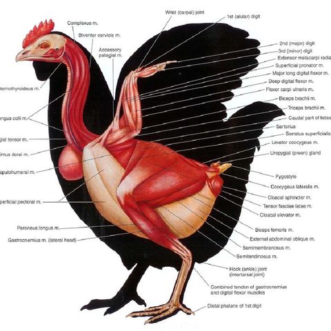 Musculo-Skeletal System Of Bird