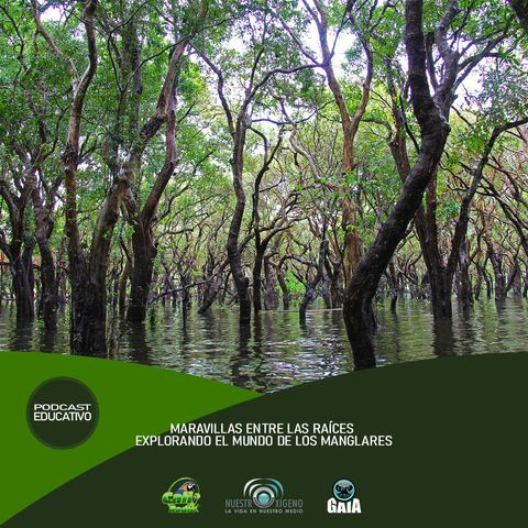NUESTRO OXÍGENO Maravillas entre las raíces explorando el mundo de los manglares