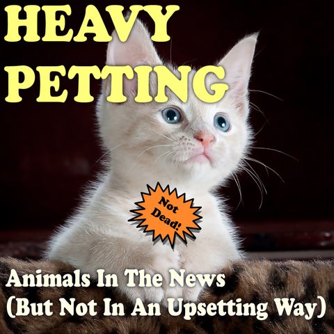 Heavy Petting with Wayne Resnick #70