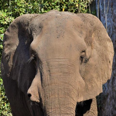 ‘Tantor’, ícono del Zoológico de Barranquilla