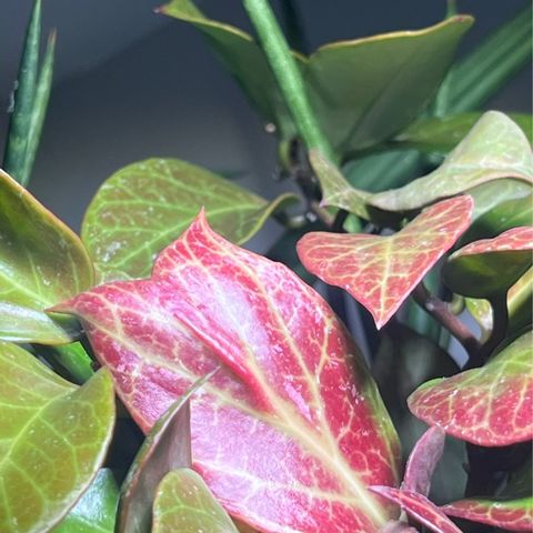 Episode 319 - What hoyas can go in self-watering pots?