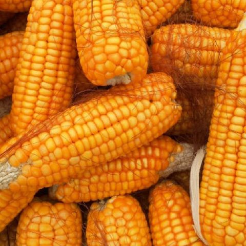 México estima crecimiento en la producción de maíz grano
