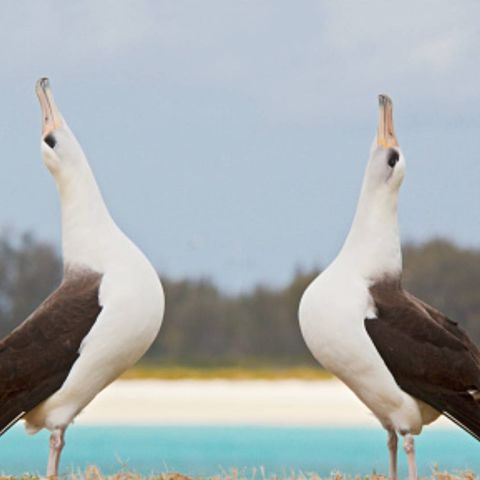 ജന്തു ലോകത്തും ബ്രേക്ക് അപ്പ്:  ഇണ പിരിഞ്ഞ് ആല്‍ബട്രോസുകള്‍  |  Albatrosses