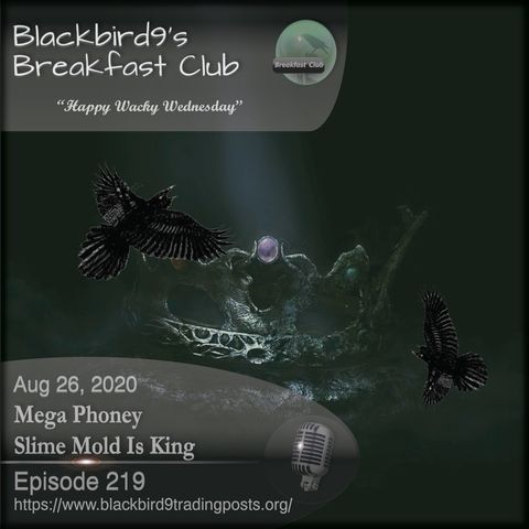 Mega Phoney Slime Mold Is King - Blackbird9 Podcast