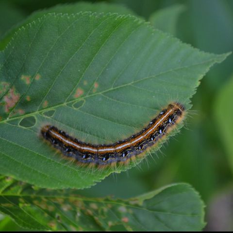 Lee Townsen, Eastern Tent Caterpillars