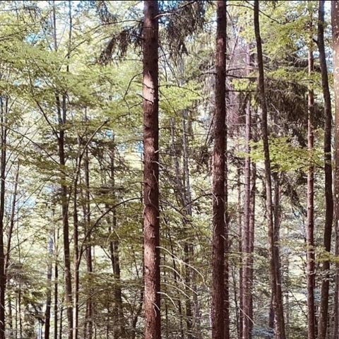 Giro (musicale) nel bosco