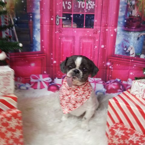 Rude for Christmas
