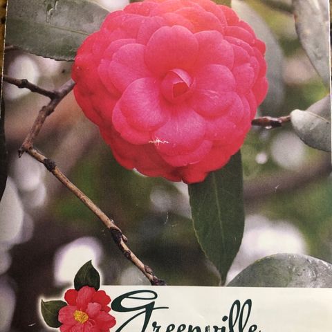 2020 Greenville Camellia Trail