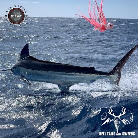 Bonze : Blue Marlin