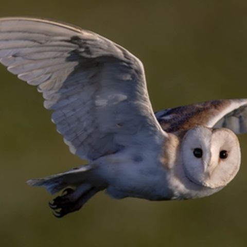 Barn Owl Nestboxes At Work