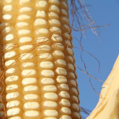 Nuevos materiales de maíz para la región Caribe. Segunda parte