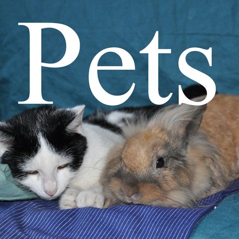 Chatting About Pets