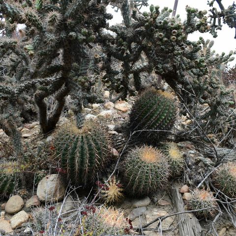 Southern California Landscaping Nightmare, Cholla As a Weapon, Borderwall Botany, etc