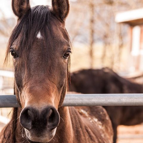 142CS- MOTA DEL MARQUÉS: el trote de un caballo