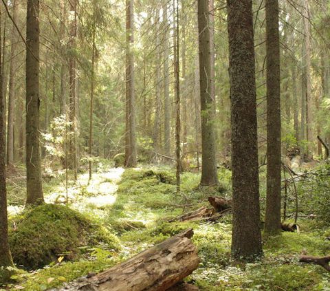 Foreste, clima e stoccaggio. La lezione degli alberi finlandesi