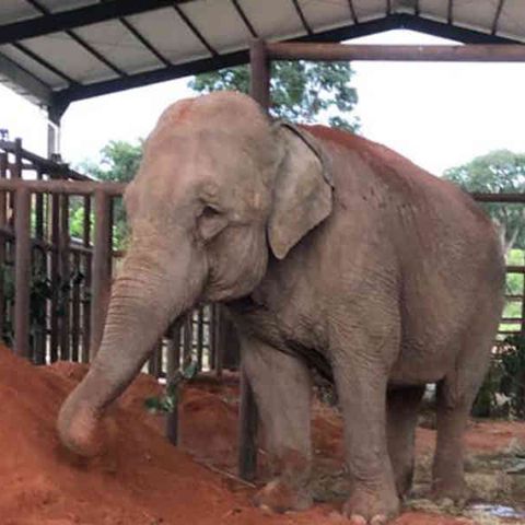 Mara, la elefante que fue liberada en medio de la pandemia