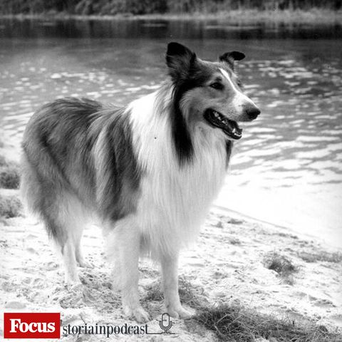 Lassie. Cani nella storia