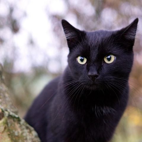 Kara Kediye Selam