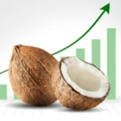 Step-by-Step Process for Export of Coconut From India