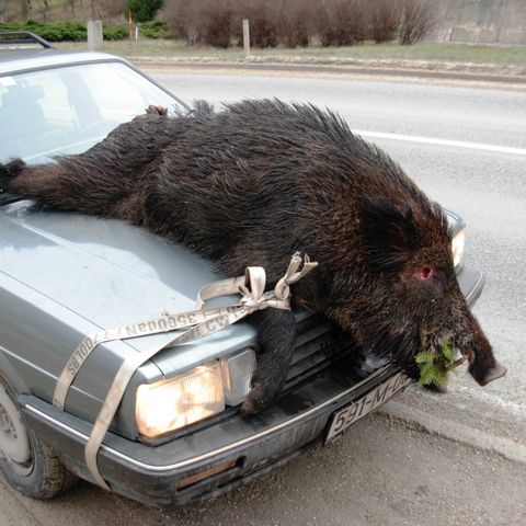 Perché non mangio il cinghiale
