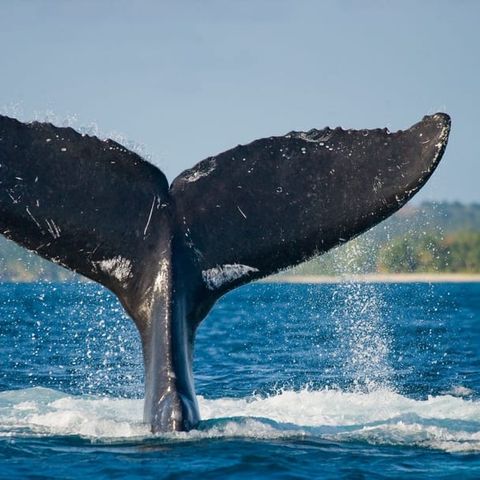 NO alla caccia delle balene