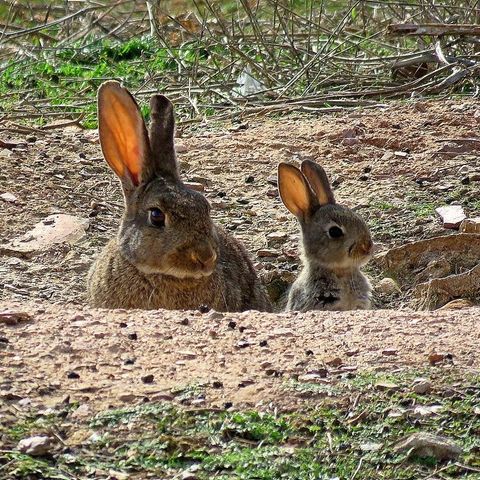 ¿Por qué los conejos han entrado en peligro de extinción?, con Ramón Perez de Ayala | Actualidad y Empleo Ambiental #35