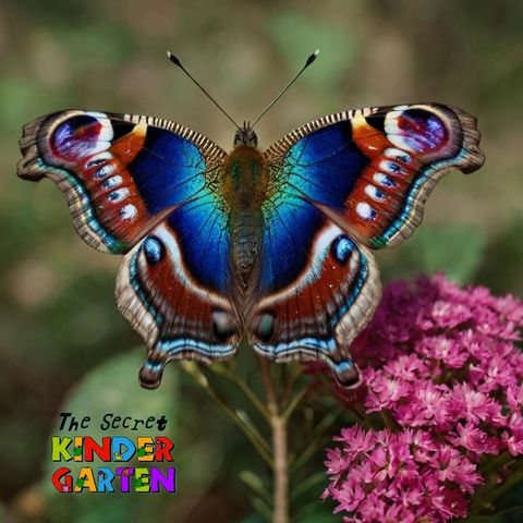 The Peacock Butterflies