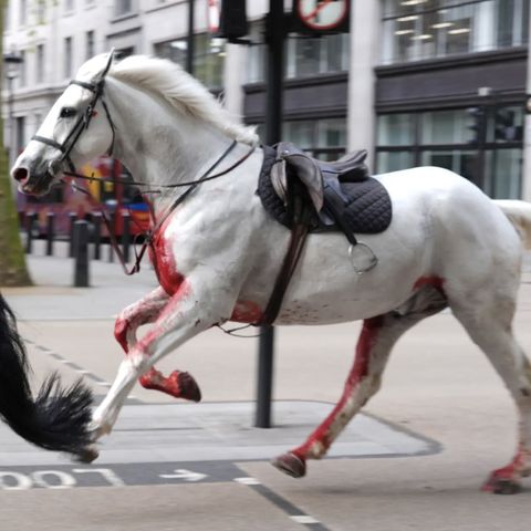 DDD 351: Blood soaked horses run amok in London + Headlines