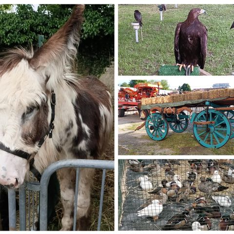 La Mostra Mercato “centra” il 13: nel grande parco Fiera del 1 Maggio tra natura e animali