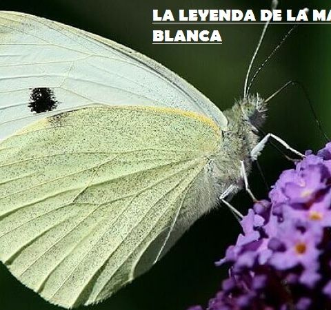 La leyenda de la Mariposa Blanca