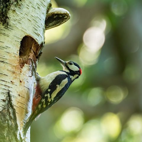 Sheringham Park - Woodpeckers