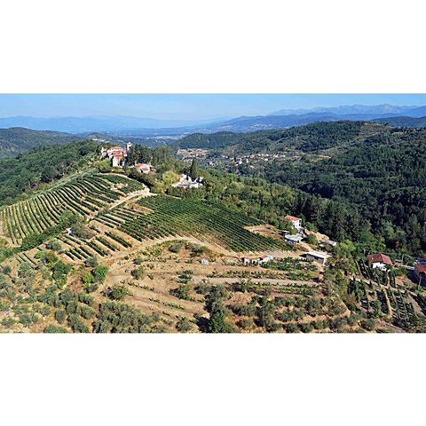 Azienda Vinicola Monastero dei Frati Bianchi, vini della Lunigiana (Toscana)