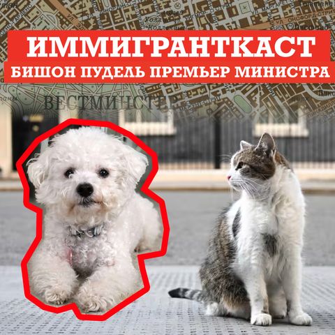 Бишон-Пудель Премьер Министра - выпуск 218