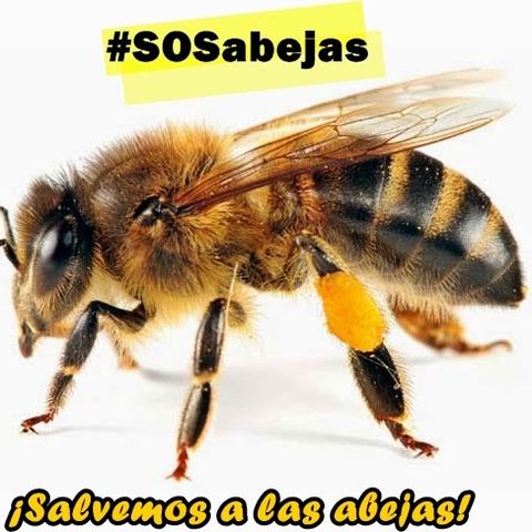 Reportaje extinción de las abejas