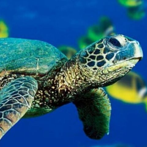 Diego Amorocho y el International Sea Turtle 2020