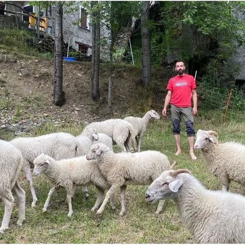 Salvare dall’estinzione le pecore ciuta della Valtellina: il progetto di Tommaso
