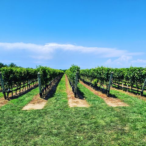 Long Island Wine Country: The North Fork